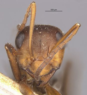 Media type: image;   Entomology 34595 Aspect: hefa
